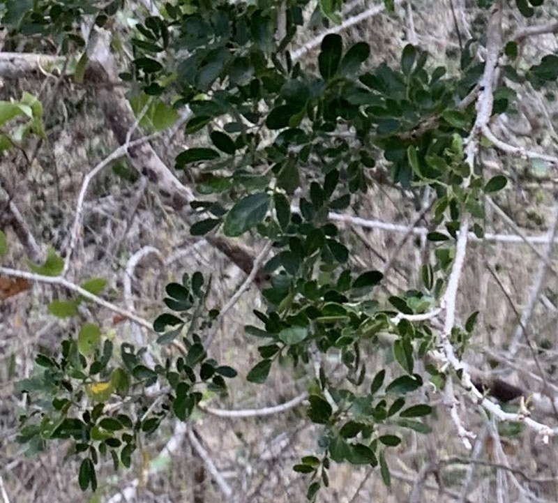 Heliodendron thozetianum photo 5
