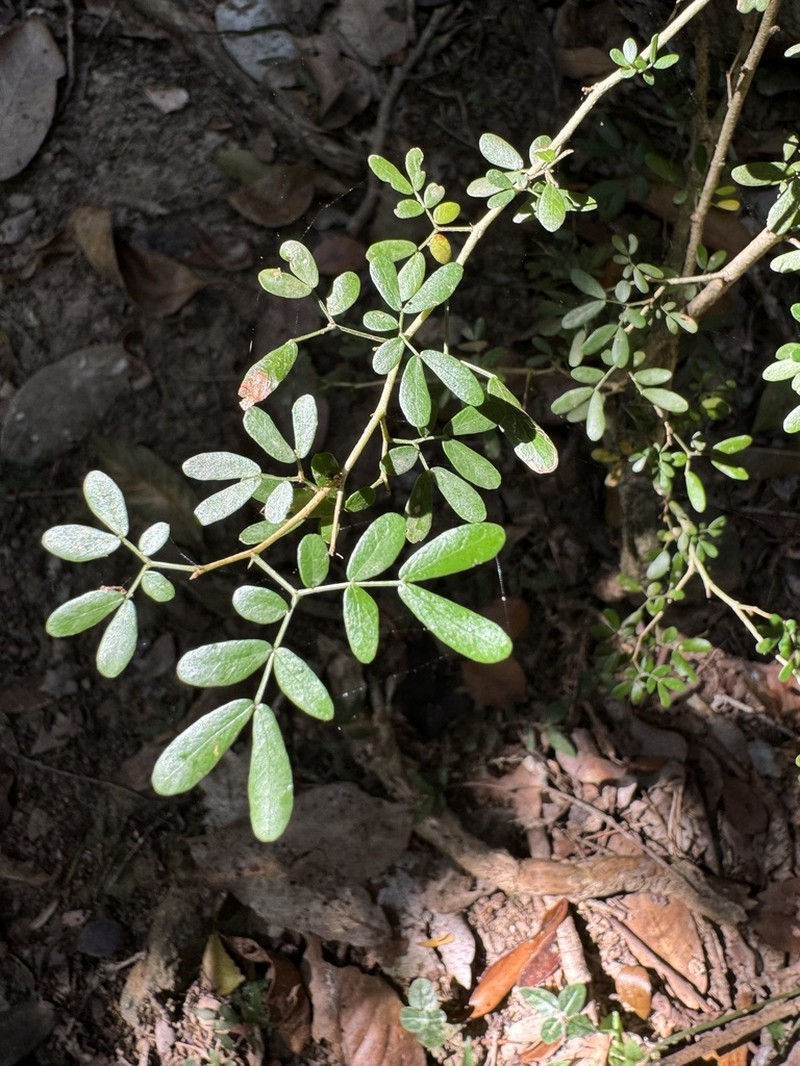 Heliodendron thozetianum photo 6