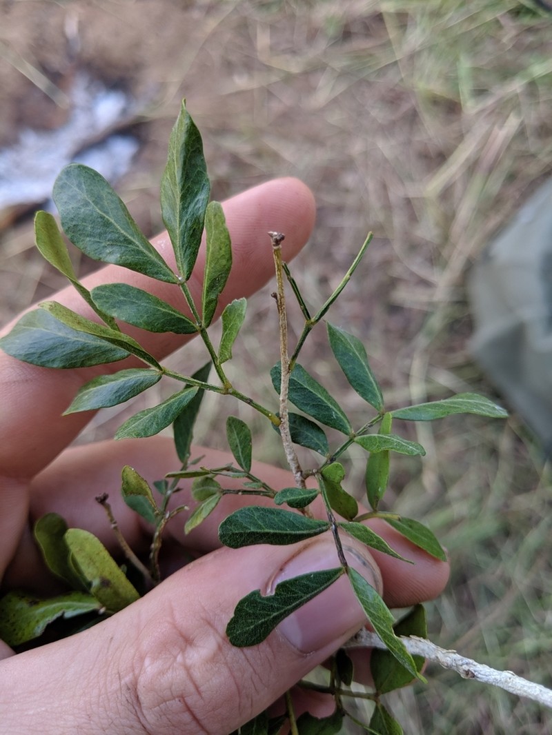 Heliodendron thozetianum photo 7