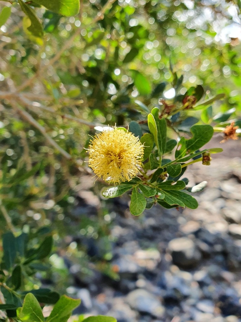 Heliodendron thozetianum photo 8