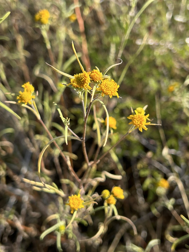 Heliomeris longifolia var. annua