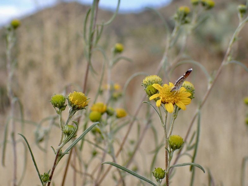 Heliomeris longifolia var. annua photo 2