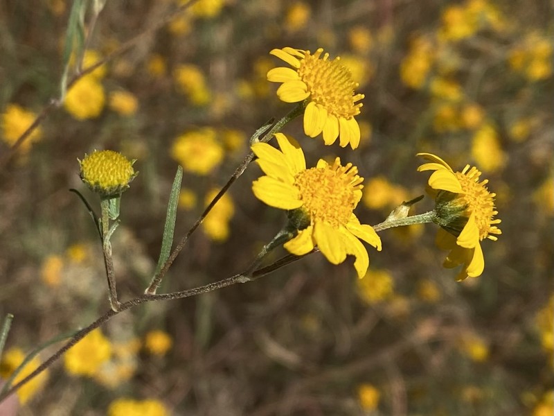 Heliomeris longifolia var. annua photo 3