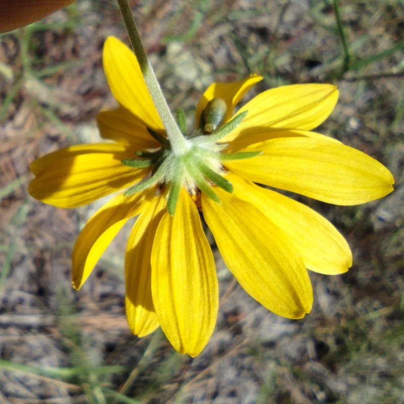 Heliomeris longifolia var. annua photo 5