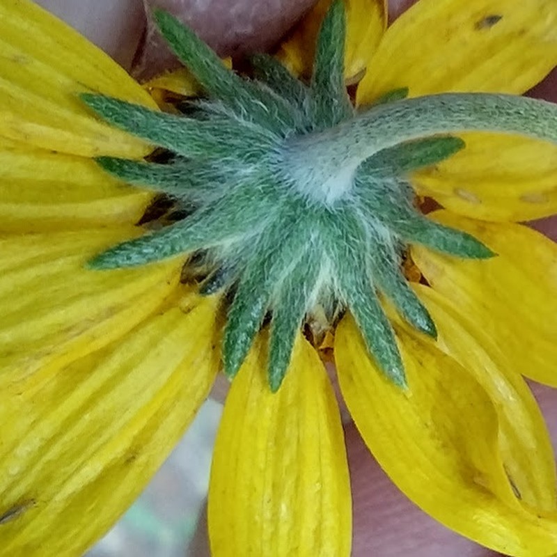Heliomeris longifolia var. annua photo 7