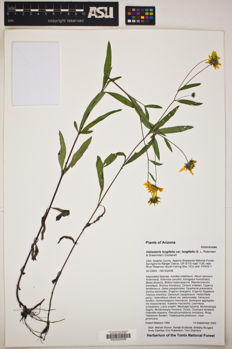 Heliomeris longifolia var. longifolia