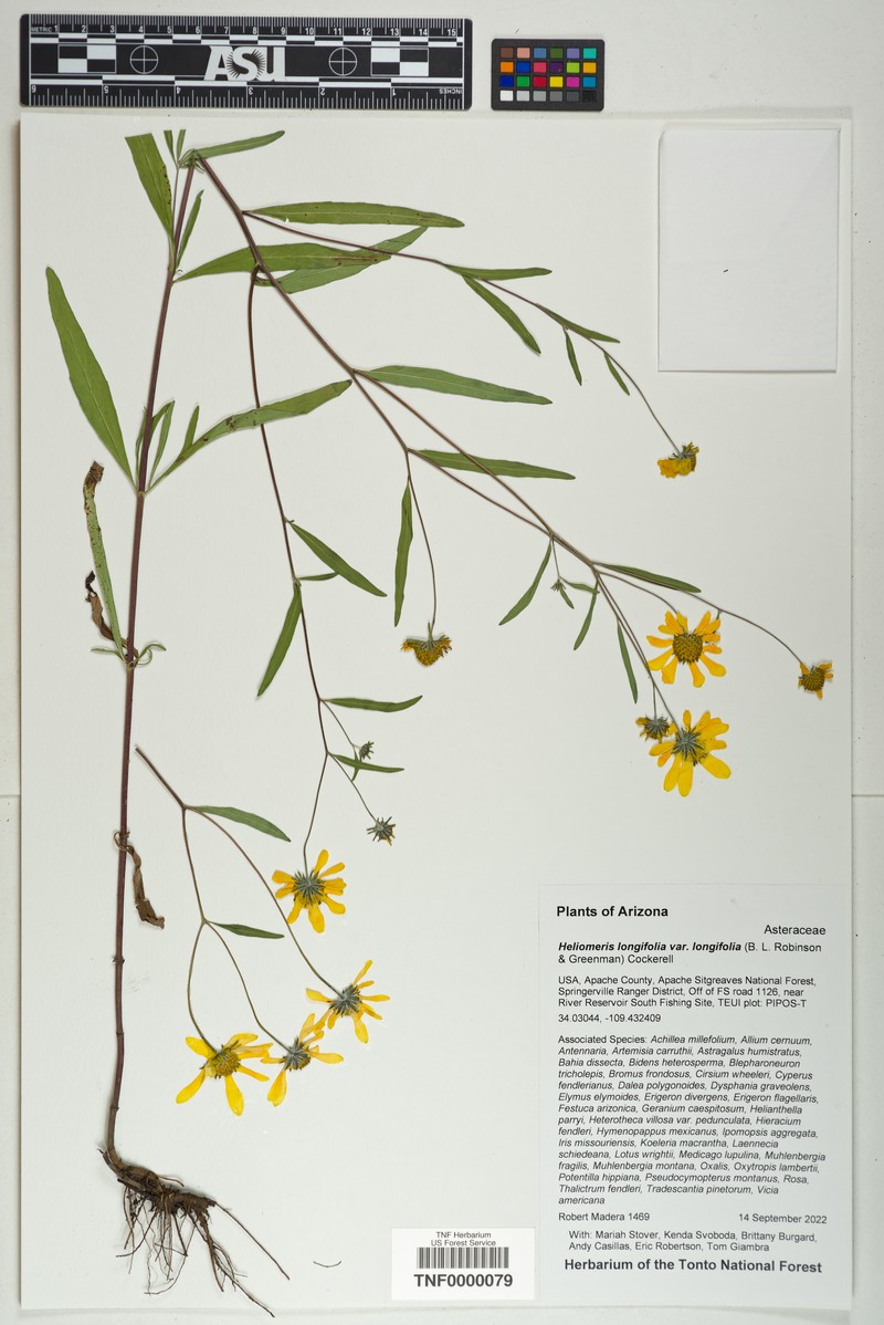 Heliomeris longifolia var. longifolia photo 2