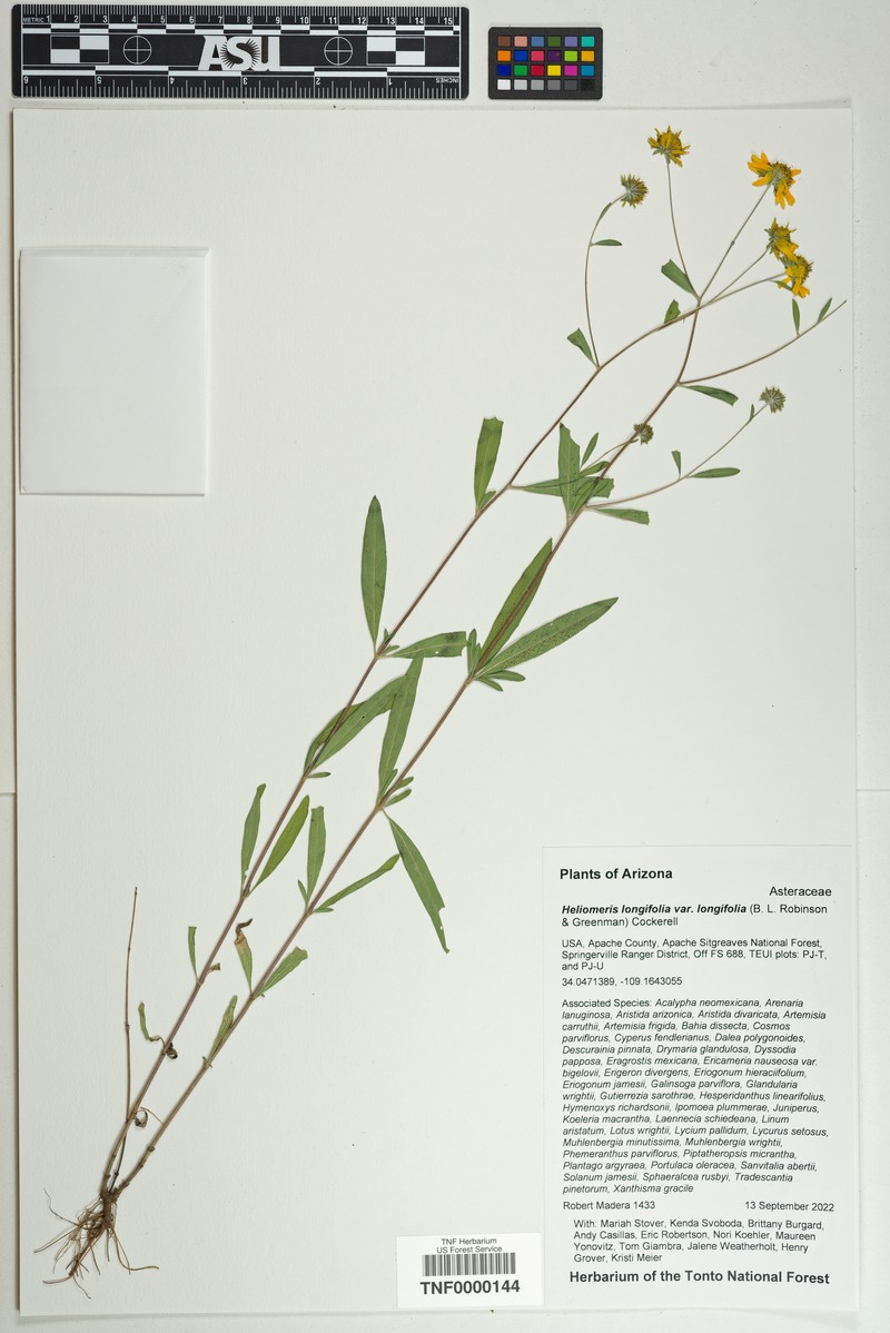 Heliomeris longifolia var. longifolia photo 3
