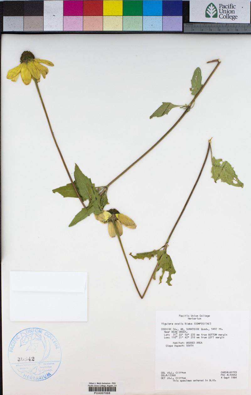 Heliomeris multiflora var. brevifolia