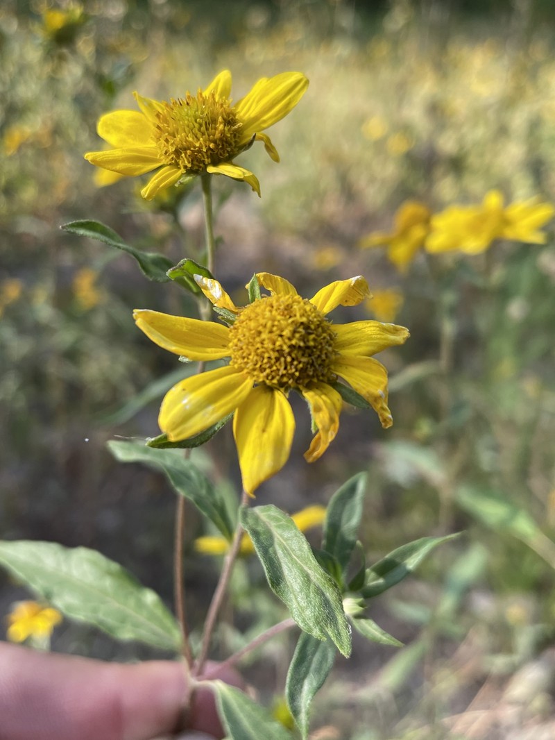 Heliomeris multiflora var. multiflora
