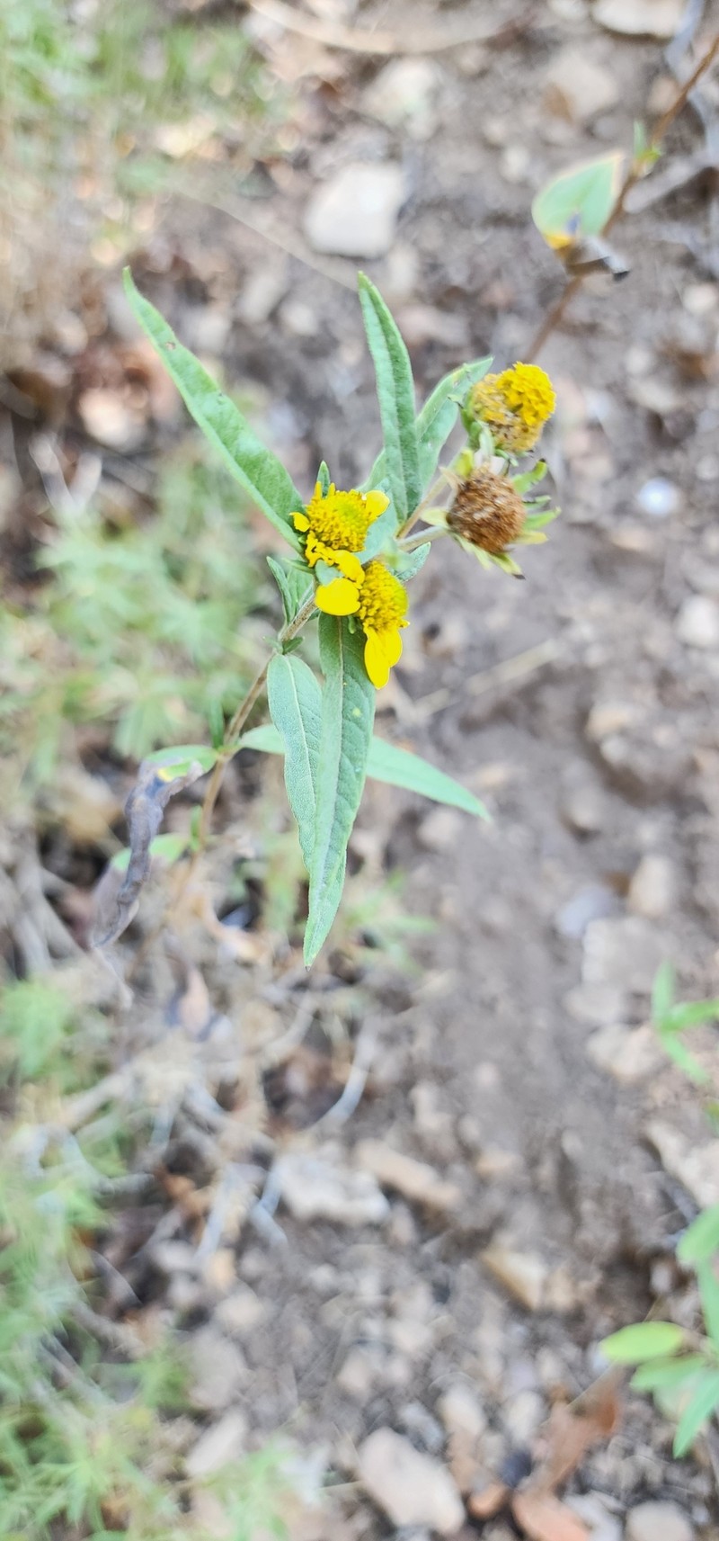 Heliomeris multiflora var. multiflora photo 2