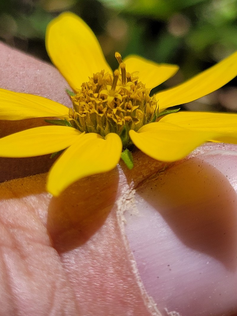 Heliomeris multiflora var. multiflora photo 4