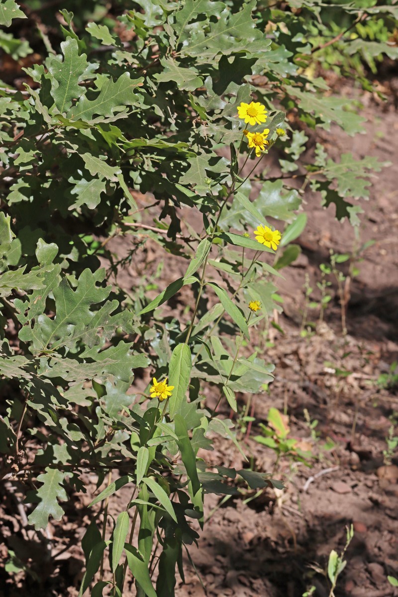 Heliomeris multiflora var. multiflora photo 6