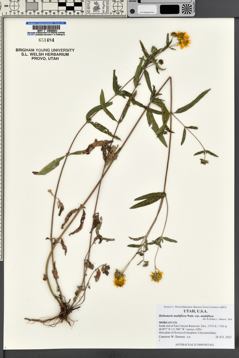 Heliomeris multiflora var. multiflora photo 7