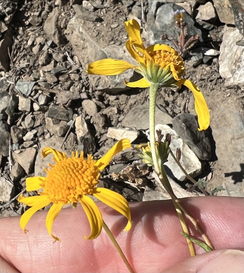 Heliomeris multiflora var. nevadensis