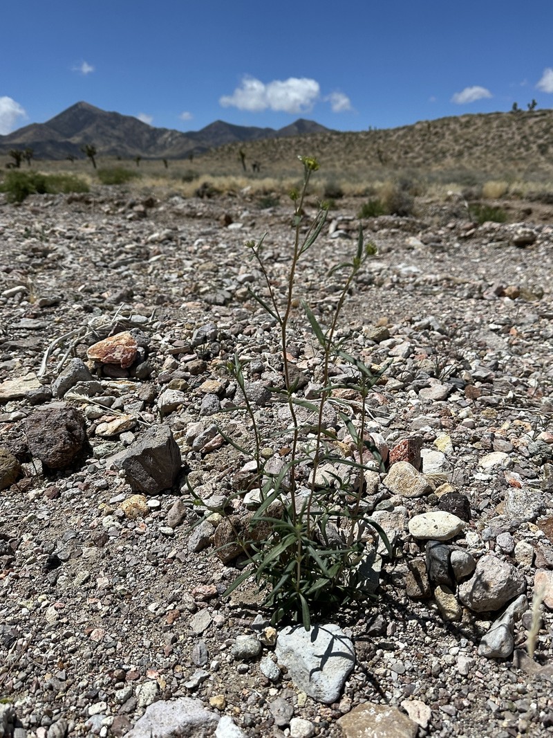 Heliomeris multiflora var. nevadensis photo 3