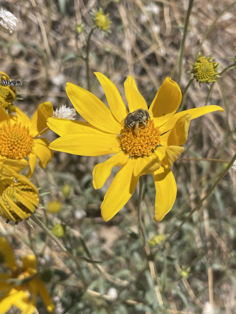 Heliomeris multiflora var. nevadensis photo 4