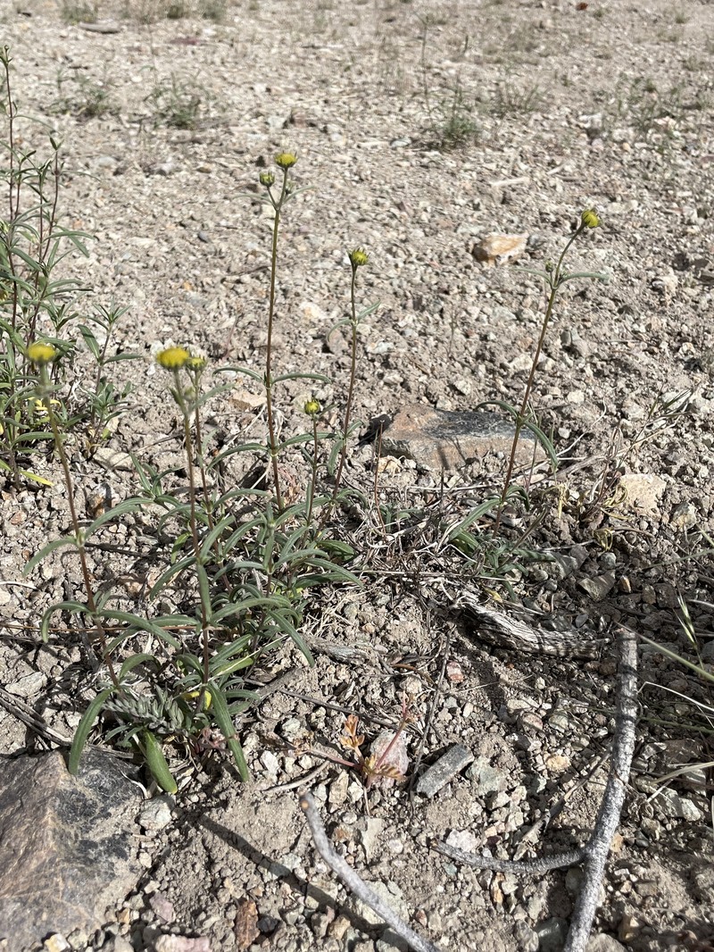 Heliomeris multiflora var. nevadensis photo 5