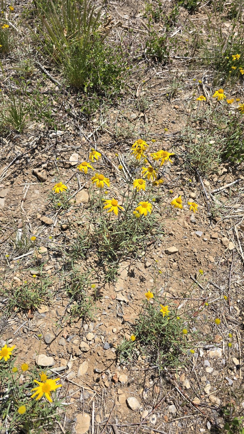 Heliomeris multiflora var. nevadensis photo 6