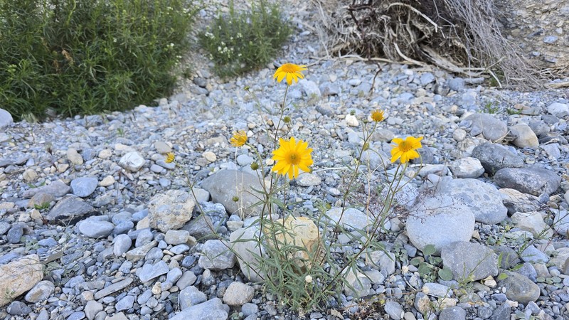 Heliomeris multiflora var. nevadensis photo 8