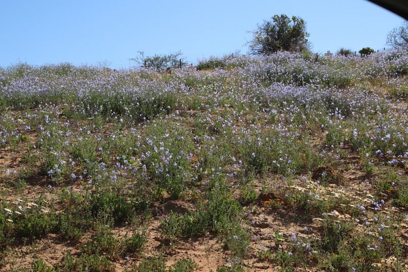 Heliophila agtertuinensis