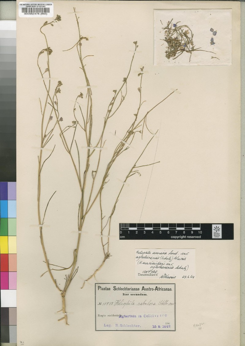 Heliophila agtertuinensis photo 3
