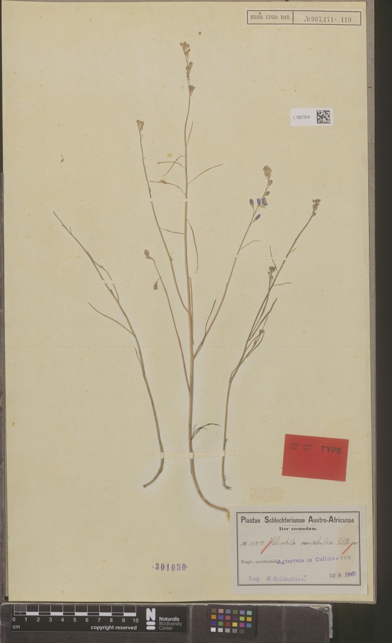 Heliophila agtertuinensis photo 4