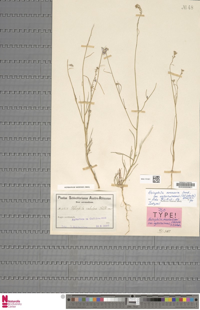 Heliophila agtertuinensis photo 5