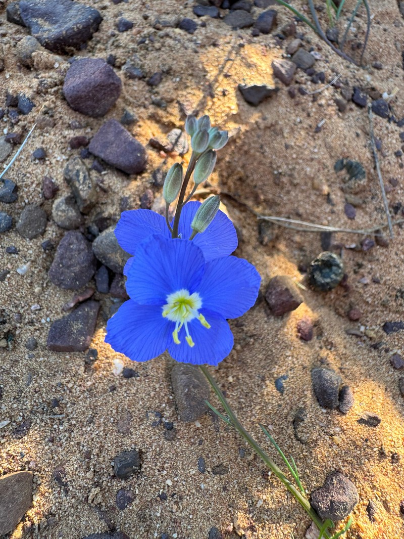 Heliophila arenaria subsp. acocksii