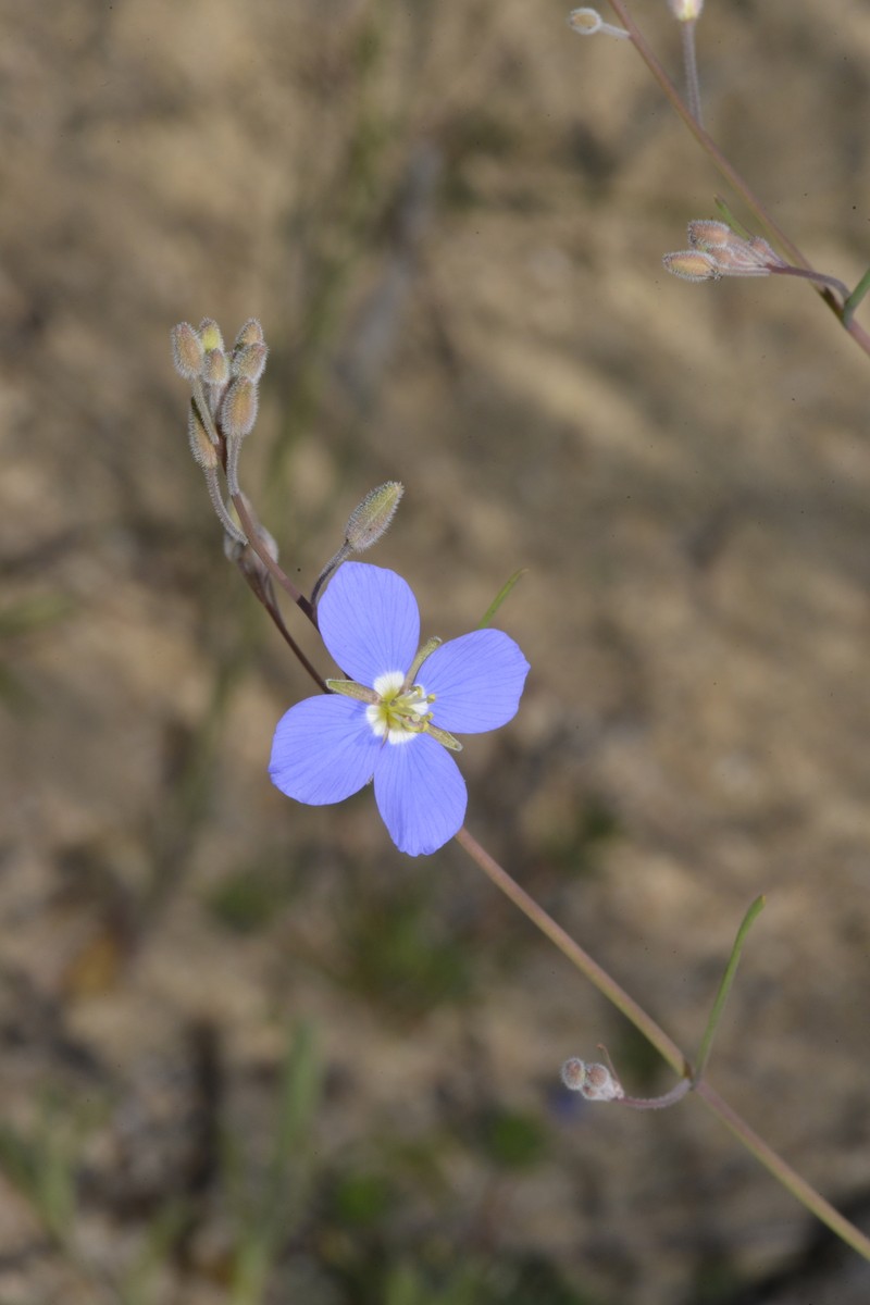 Heliophila arenaria subsp. acocksii photo 2