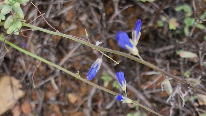 Heliophila arenaria subsp. acocksii photo 3