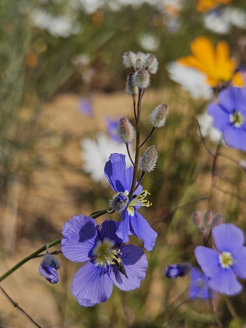 Heliophila arenaria subsp. acocksii photo 4