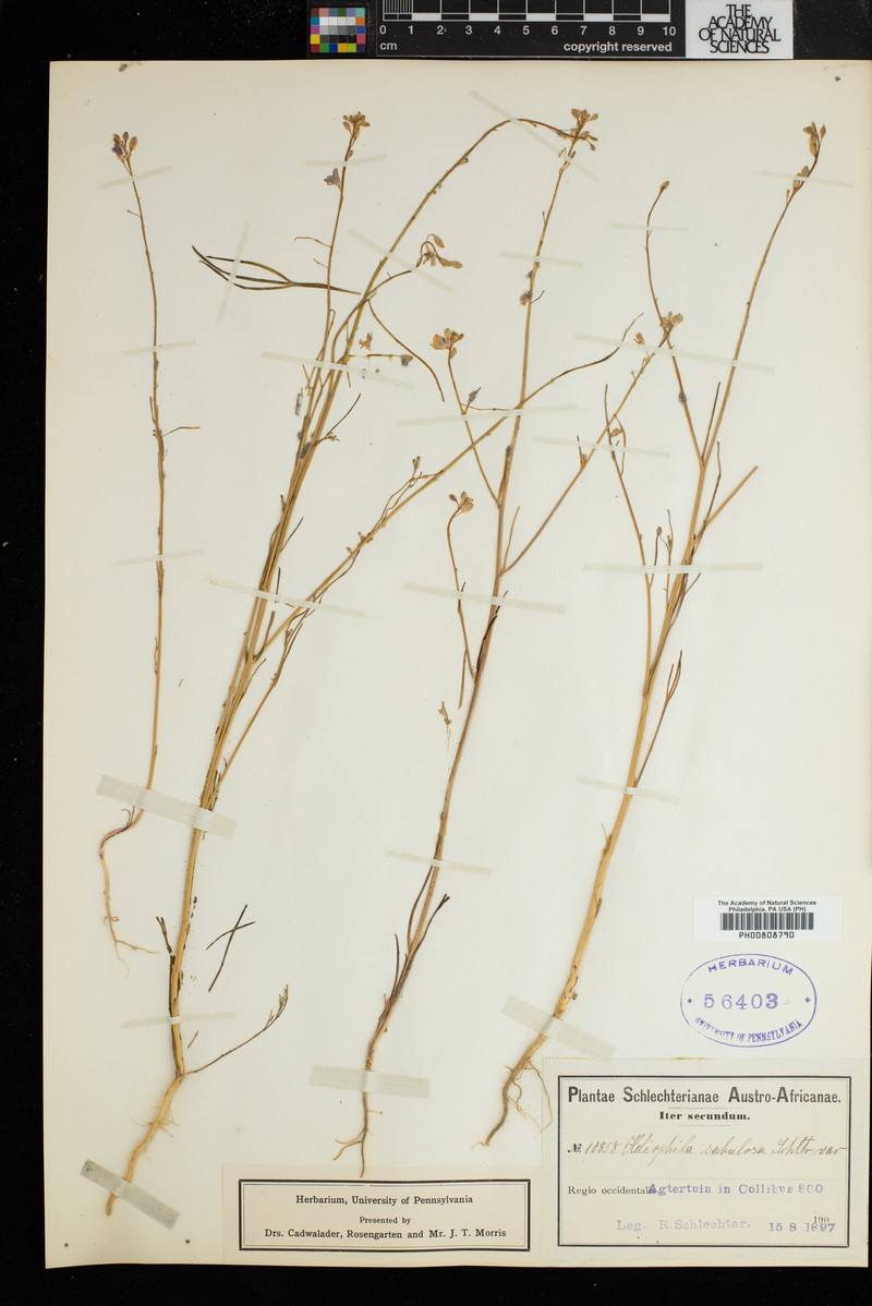 Heliophila arenaria subsp. arenaria