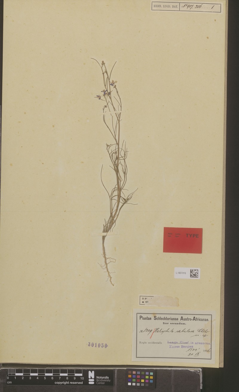 Heliophila arenaria subsp. arenaria photo 2