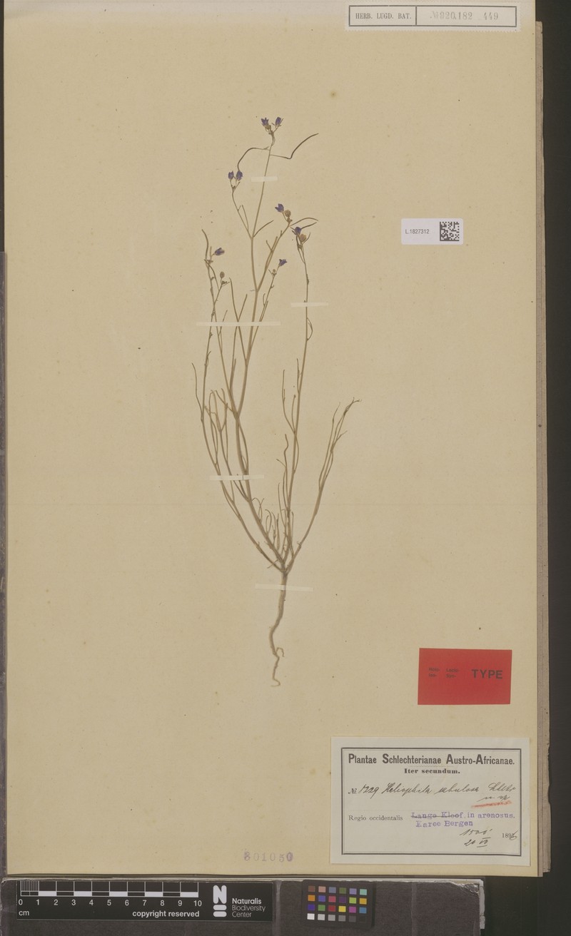 Heliophila arenaria subsp. arenaria photo 3