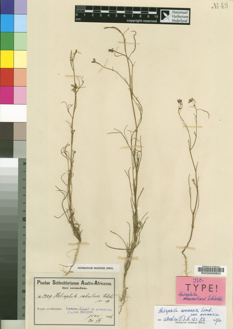Heliophila arenaria subsp. arenaria photo 4