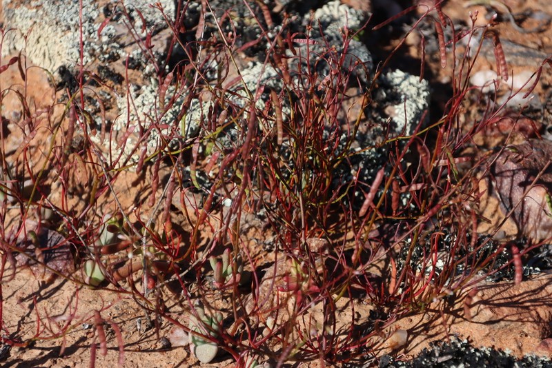 Heliophila astyla