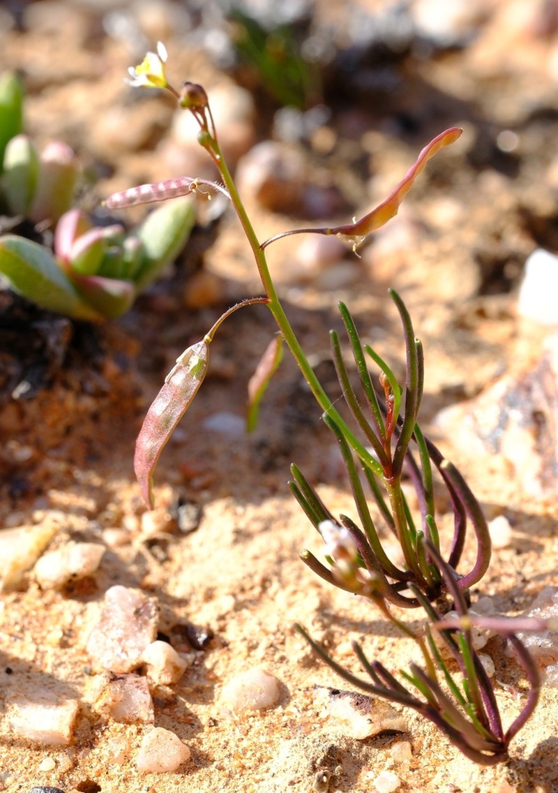Heliophila astyla photo 2