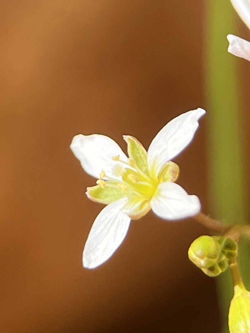 Heliophila astyla photo 3