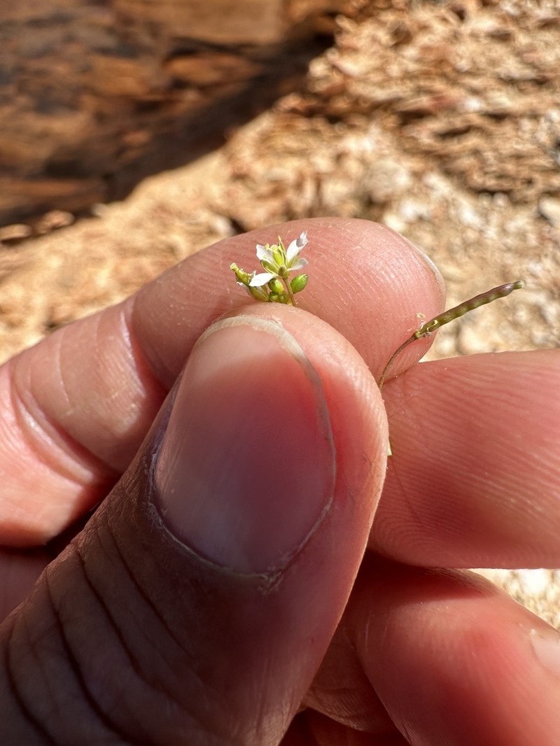 Heliophila astyla photo 4