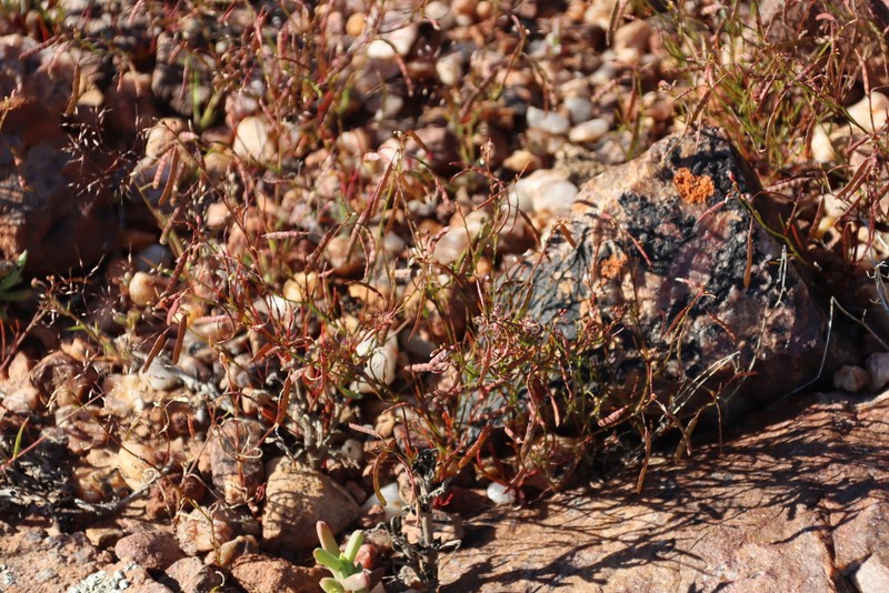 Heliophila astyla photo 5
