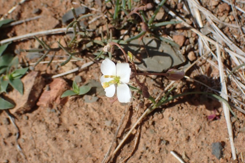 Heliophila biseriata