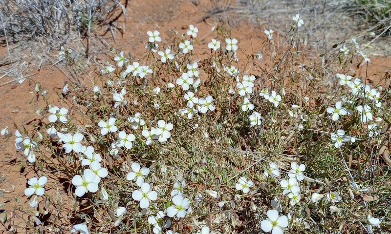 Heliophila biseriata photo 2
