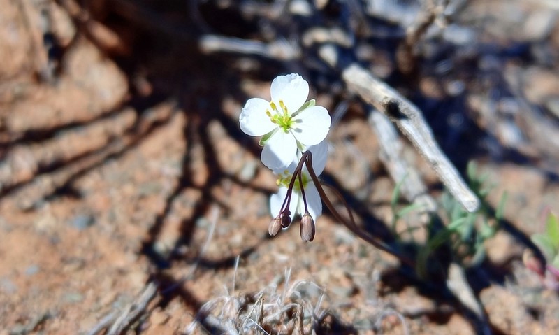 Heliophila biseriata photo 3