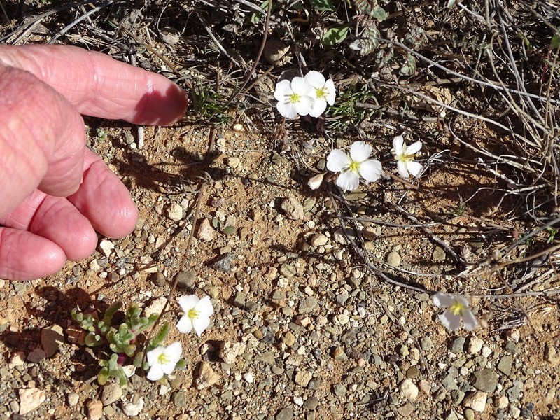 Heliophila biseriata photo 4
