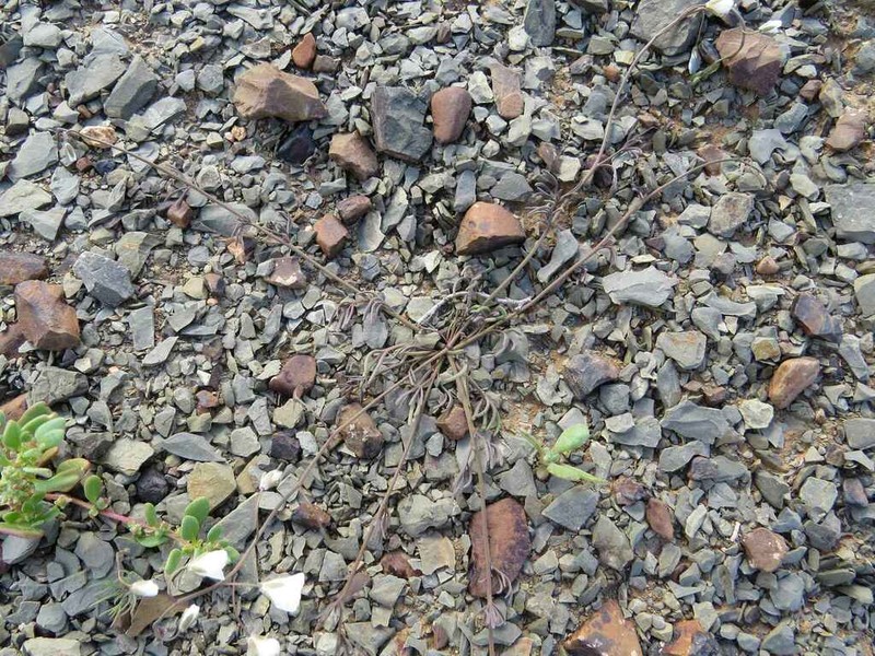 Heliophila biseriata photo 5