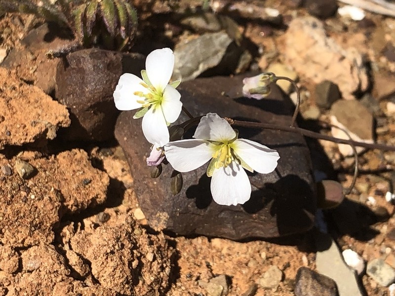Heliophila biseriata photo 6