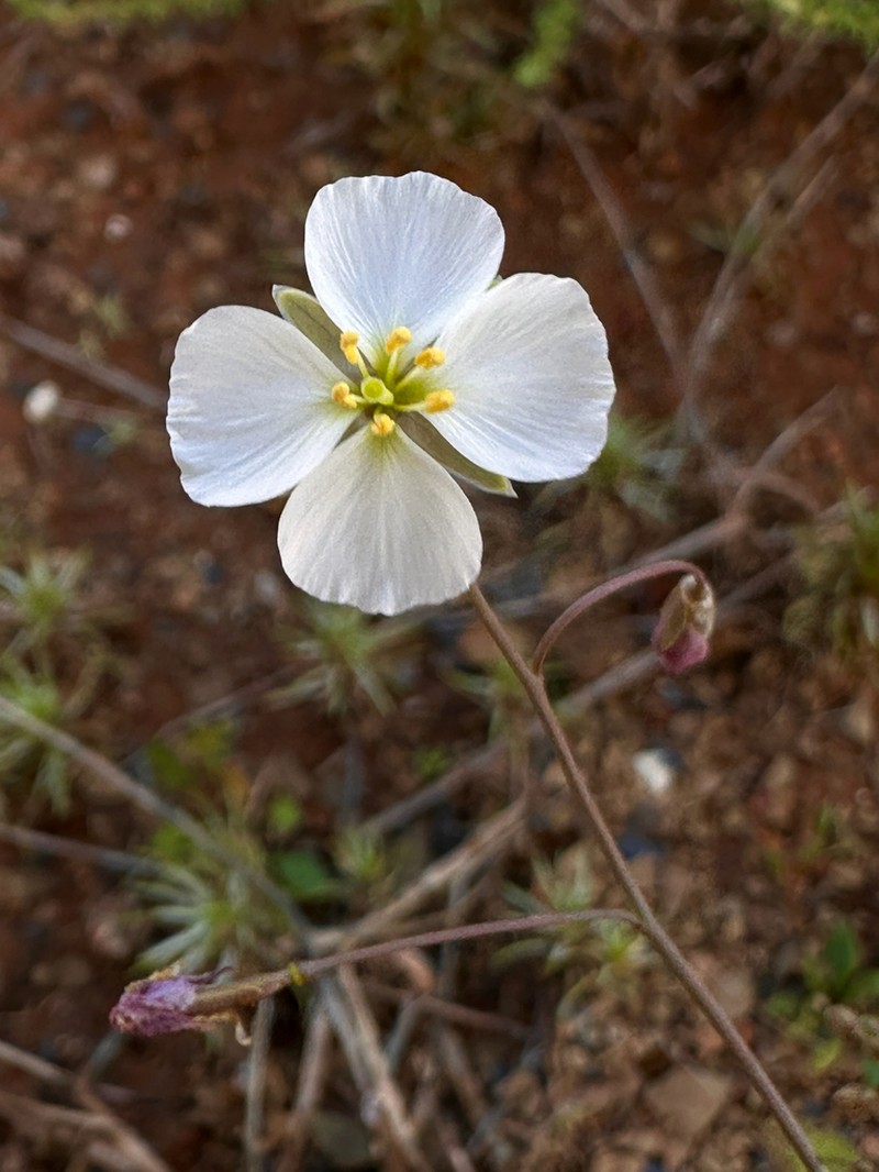 Heliophila biseriata photo 7