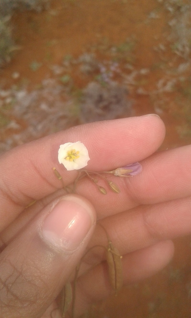 Heliophila biseriata photo 8