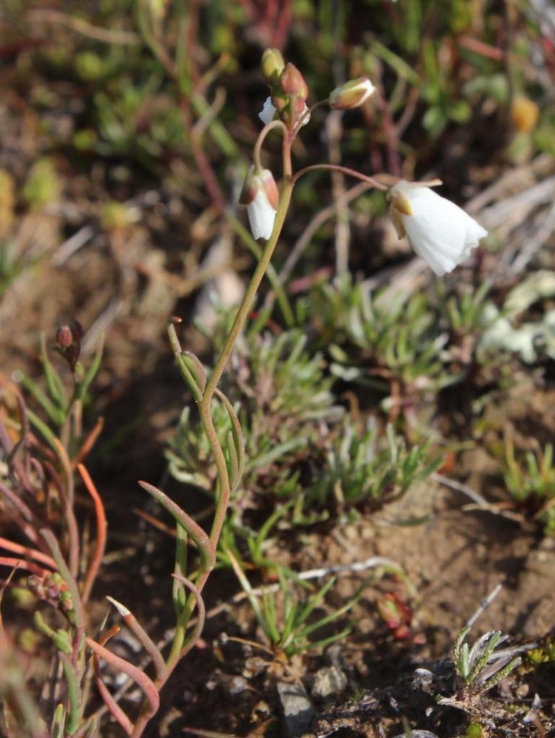 Heliophila clarkii photo 3